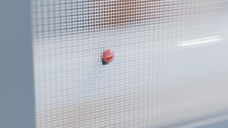 Ladybird sitting on a stainless steel insect screen in front of a window